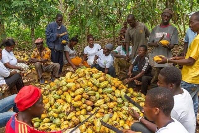 Cocoa Beans Thieves Epidemic: GNACOFA Calls For Urgent Action