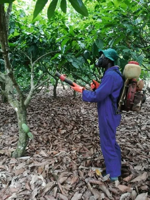 Galamsey’s Dark Legacy: Cocoa Farmers Forced To Buy Water For Irrigation