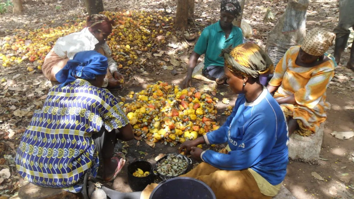 Meet Our Demands or Face Consequences At The Polls – Cashew Farmers Warn NPP-Govt